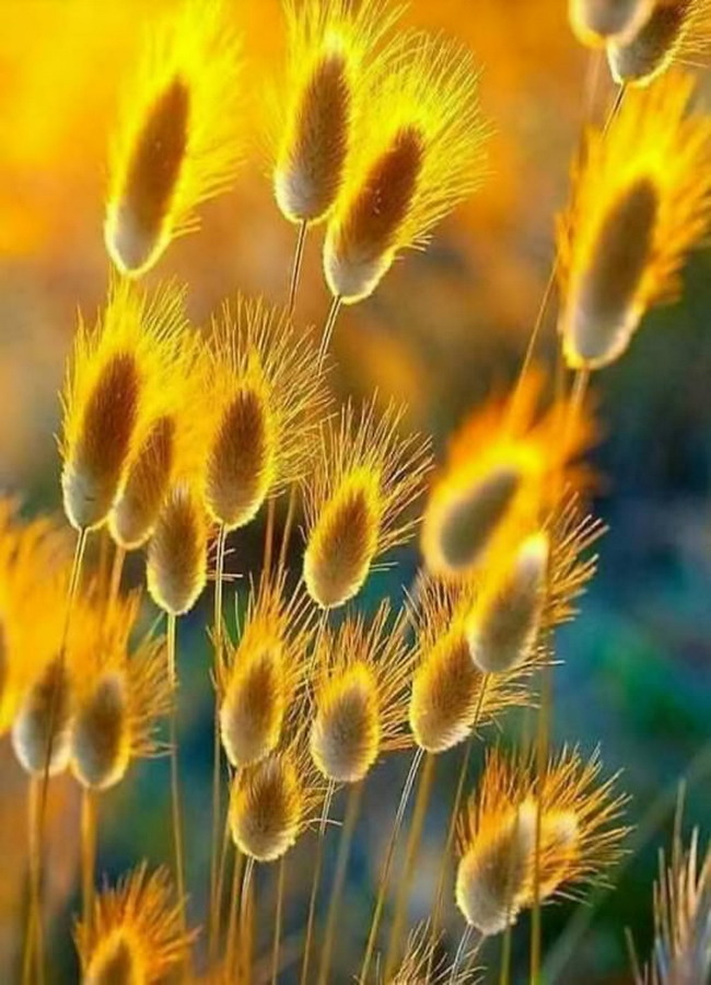 The Fellowship of the Mystery of Jesus Christ