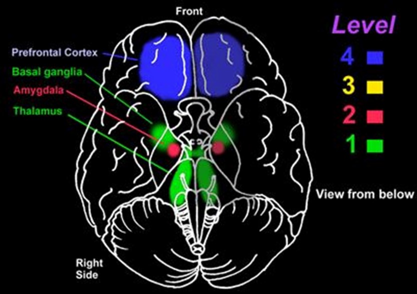 Training the Brain’s Control Centre