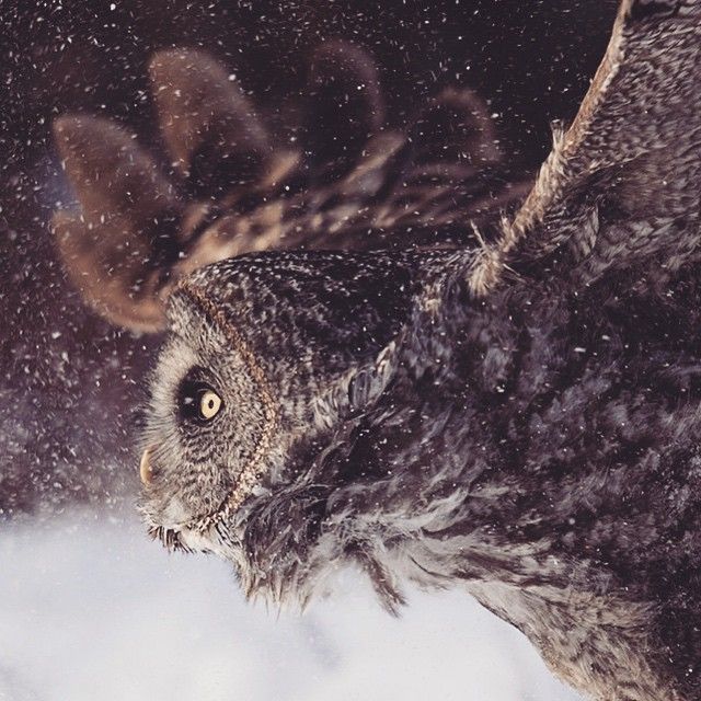 Angels cannot preach the Gospel