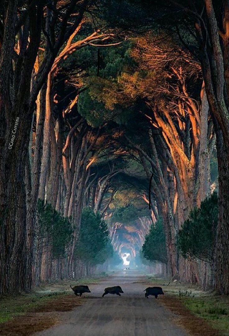 Easy Believism as part of Humanism