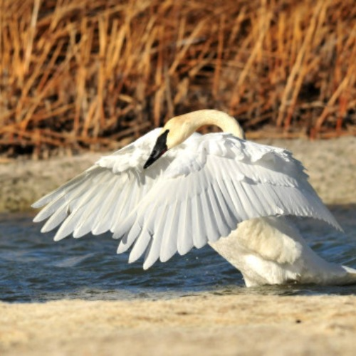 Salvation by Faith – WHAT you BELIEVE